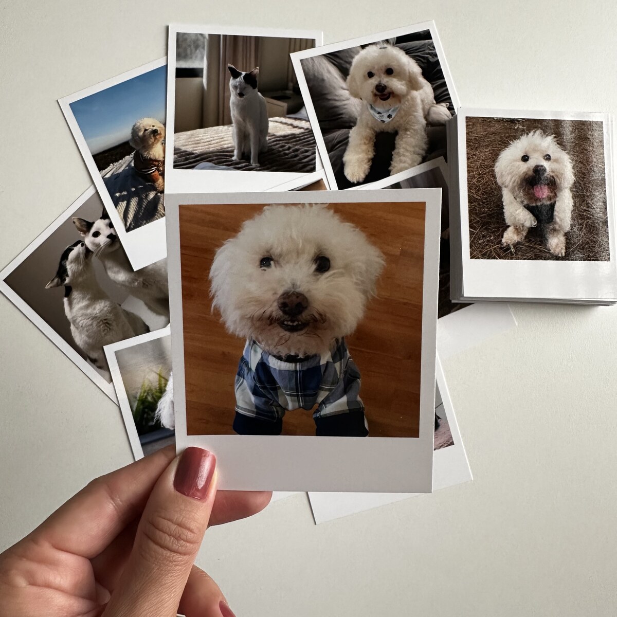 Polaroids impressas